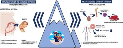 High Altitude Pregnancies and Vascular Dysfunction: Observations From Latin American Studies